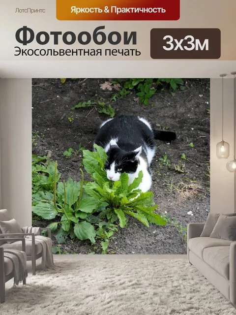 Фотообои Играя кошка