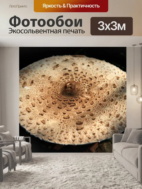Фотообои Гриб