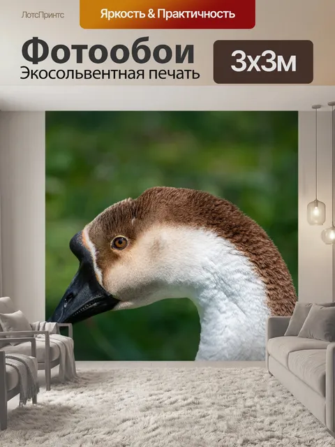 Фотообои Лебедь гусь, птица