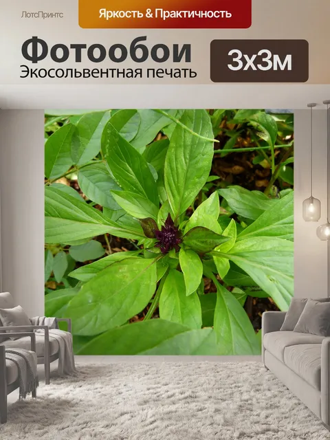 Фотообои Базилик душистый
