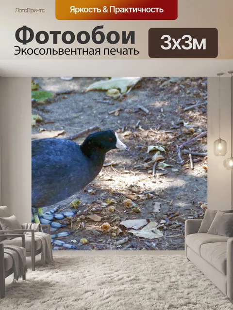 Фотообои лысуха