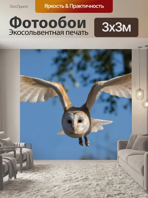 Фотообои Обыкновенная сипуха