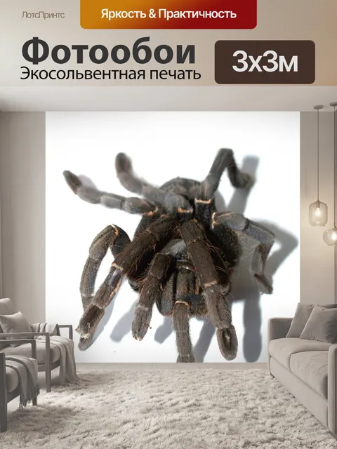 Фотообои Тарантул паук
