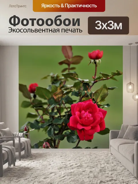 Фотообои Красная роза и бутоны