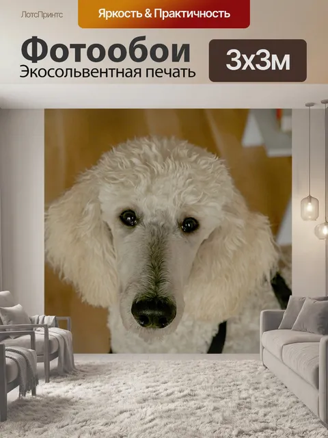 Фотообои Пудель