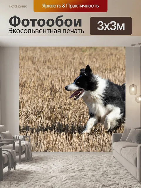 Фотообои Бордер-колли