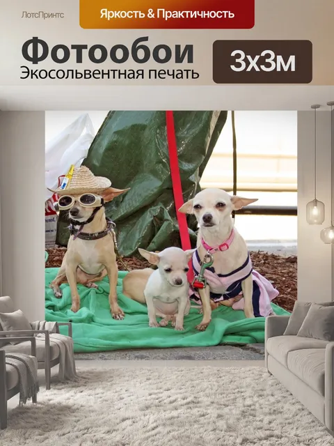 Фотообои Чихуахуа Трио