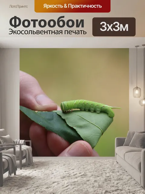 Фотообои Волнистая сфинксная гусеница на листьях