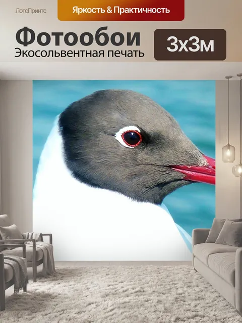 Фотообои Чайка