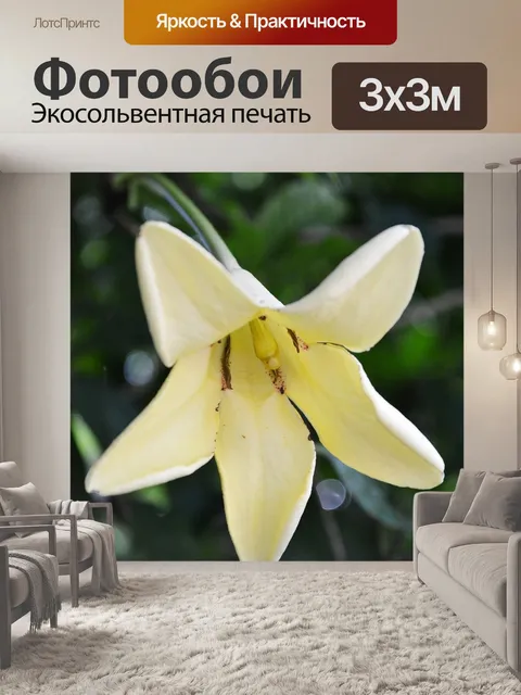 Фотообои Белый цветок