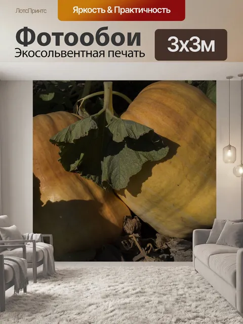 Фотообои Два желтых тыквы