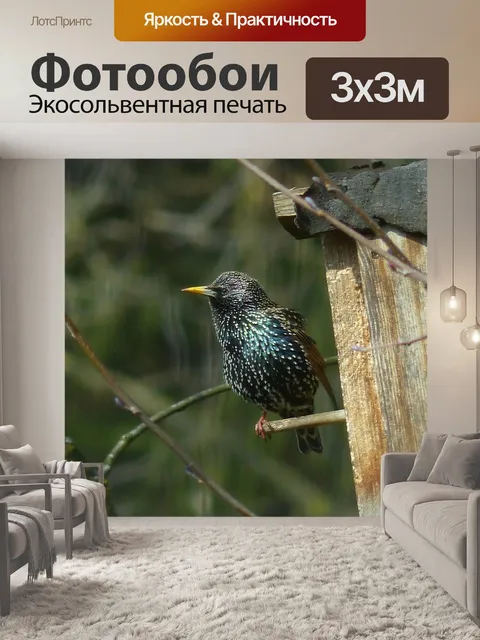 Фотообои Звезда