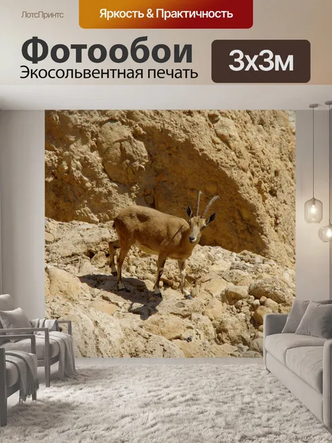 Фотообои Нубийский горный козел в Израиле