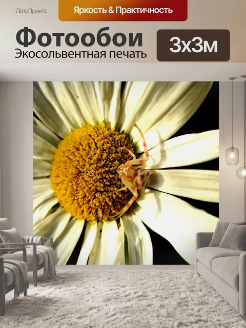 Фотообои краб-паук на белой ромашки