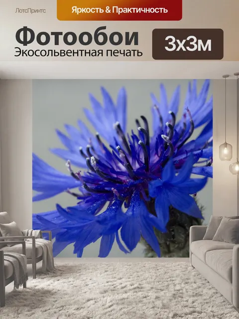 Фотообои Васильки