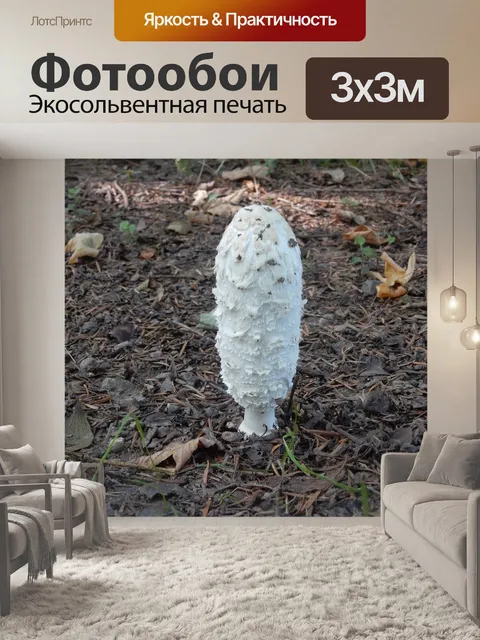 Фотообои Гриб