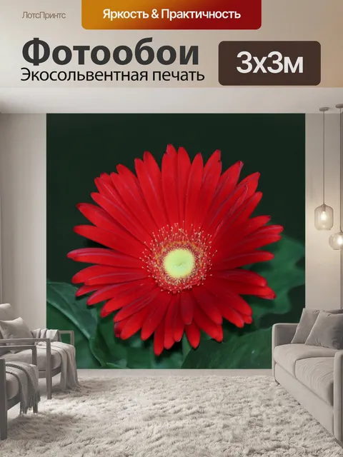 Фотообои Красная гербера Дейзи на черном