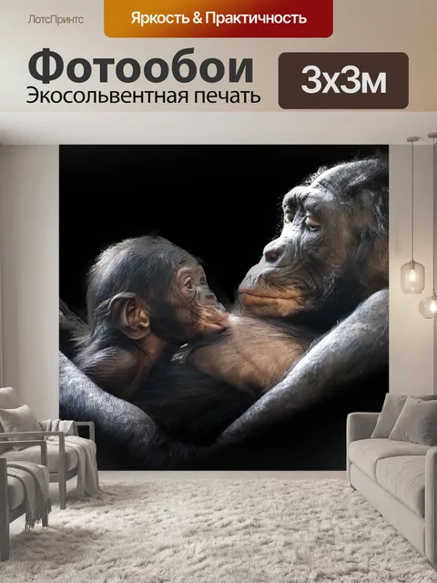 Фотообои Гориллы