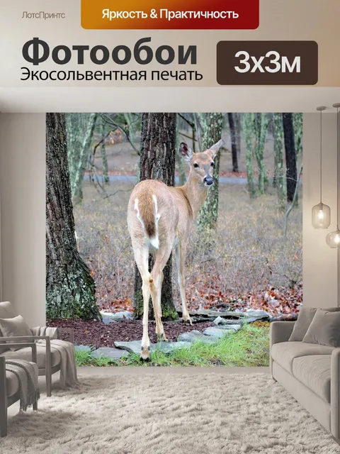 Фотообои Олень