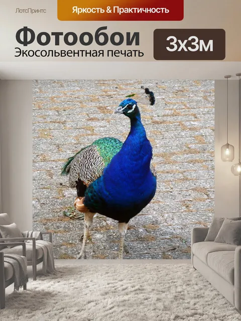 Фотообои Павлин