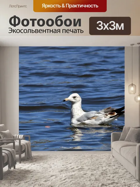 Фотообои Кольцевое плавание Чайки