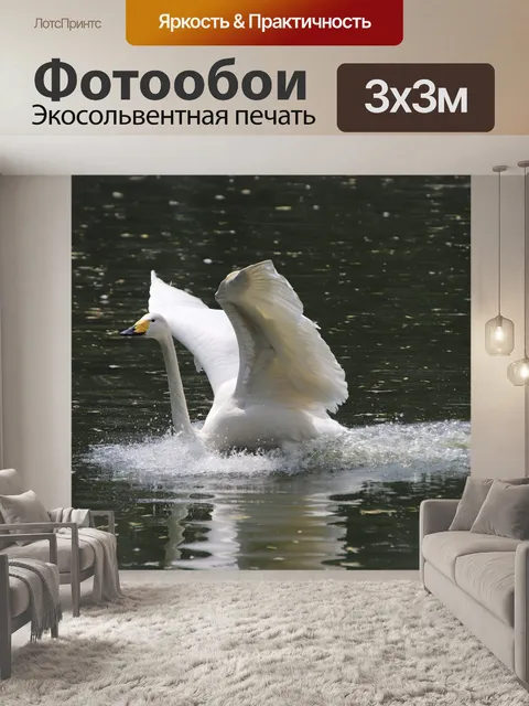 Фотообои Лебедь