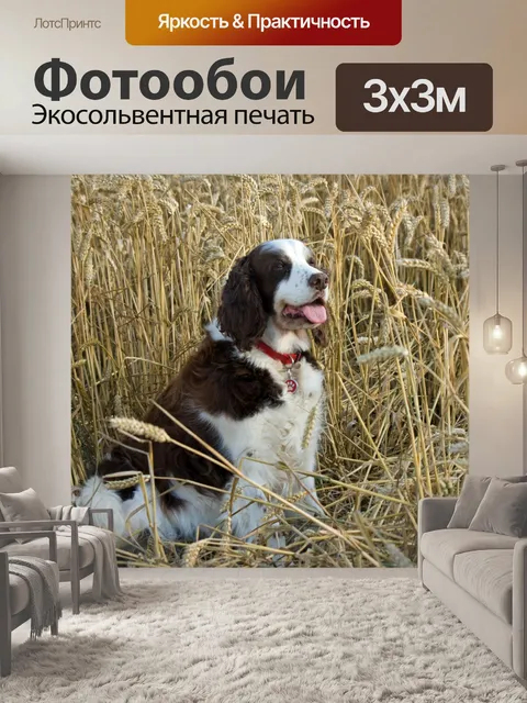 Фотообои Собака в поле пшеницы