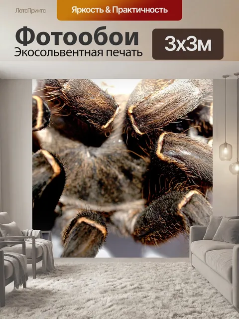 Фотообои Тарантул паук