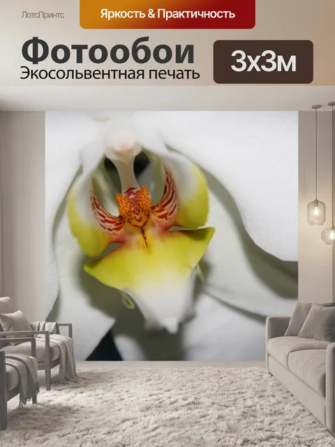 Фотообои Орхидея