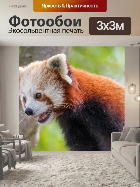 Фотообои Красная панда