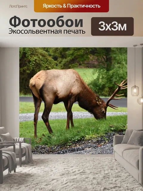 Фотообои Пенсильванский лось