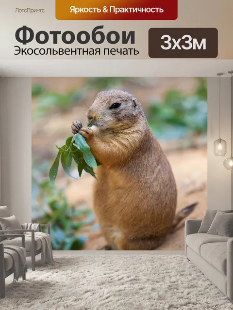 Фотообои Черный хвост луговых собачек