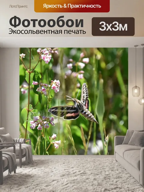 Фотообои Полет белого сфинкса