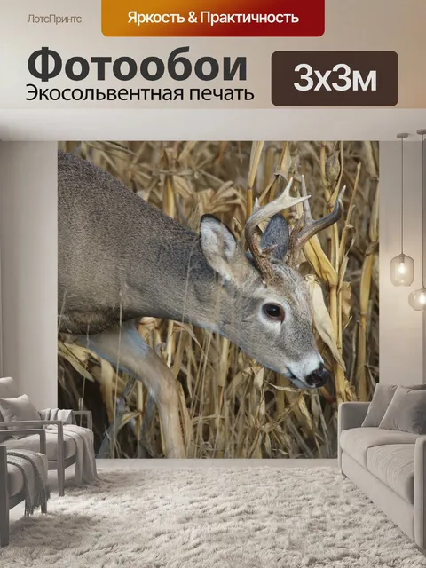 Фотообои Белый хвост