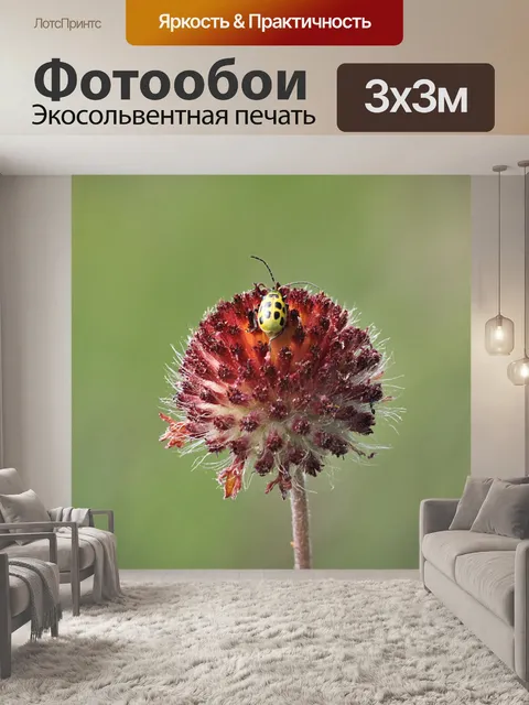 Фотообои Жук огурца на полевом поле