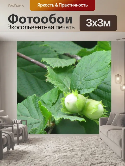 Фотообои Зеленые фундук