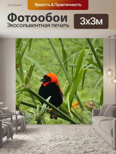 Фотообои южная красная епископская птица на папир
