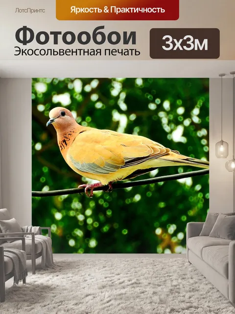Фотообои Голубь