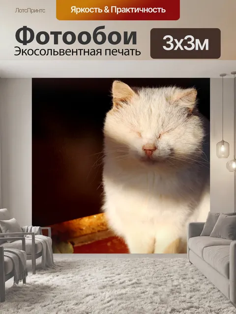 Фотообои Кот