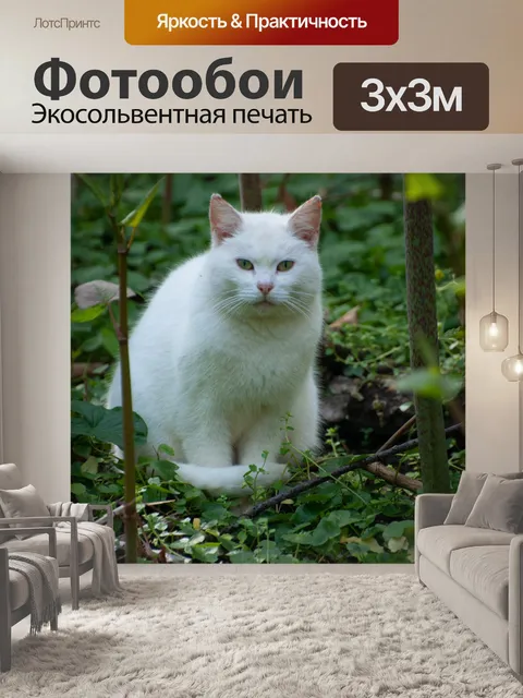 Фотообои Кошка, белая кошка, домашнее животное