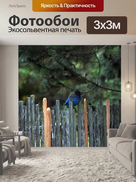 Фотообои голубая сойка