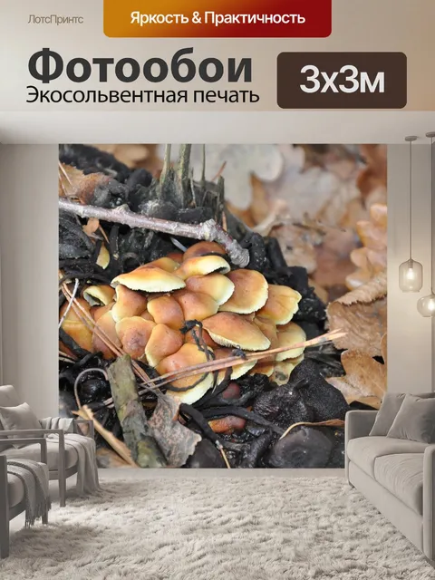 Фотообои Грибы