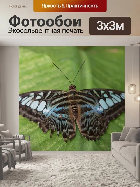 Фотообои Бабочка