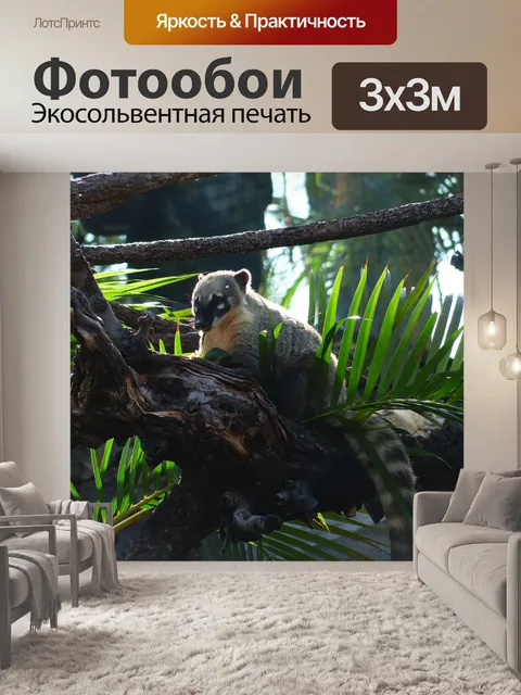 Фотообои Южноамериканский коати