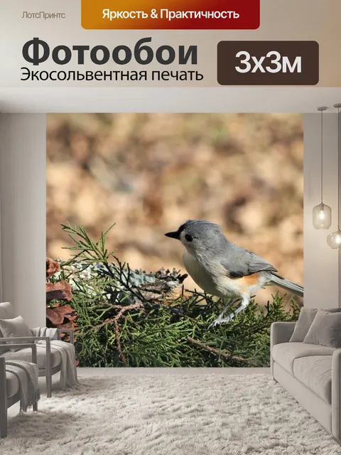 Фотообои Хохлатая синица на кедре