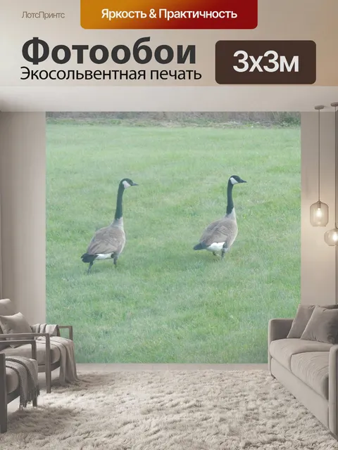 Фотообои Два гуса вместе