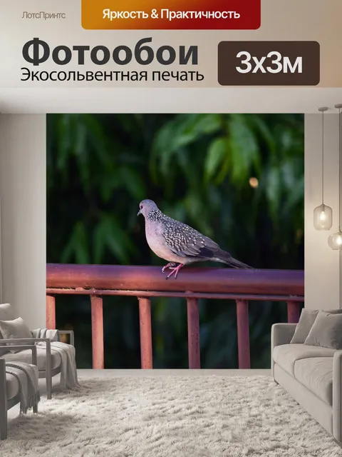 Фотообои Пятнистый голубь 16