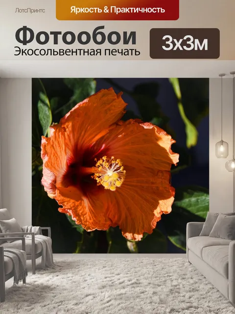 Фотообои Оранжевый цветок гибискуса