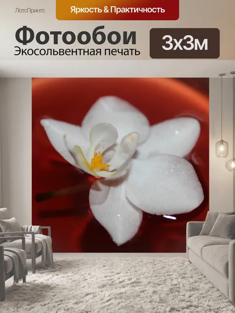 Фотообои Орхидея