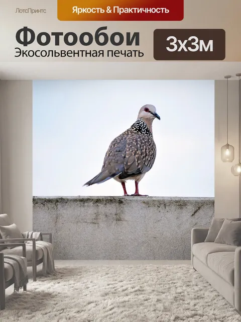 Фотообои Пятнистый голубь 3